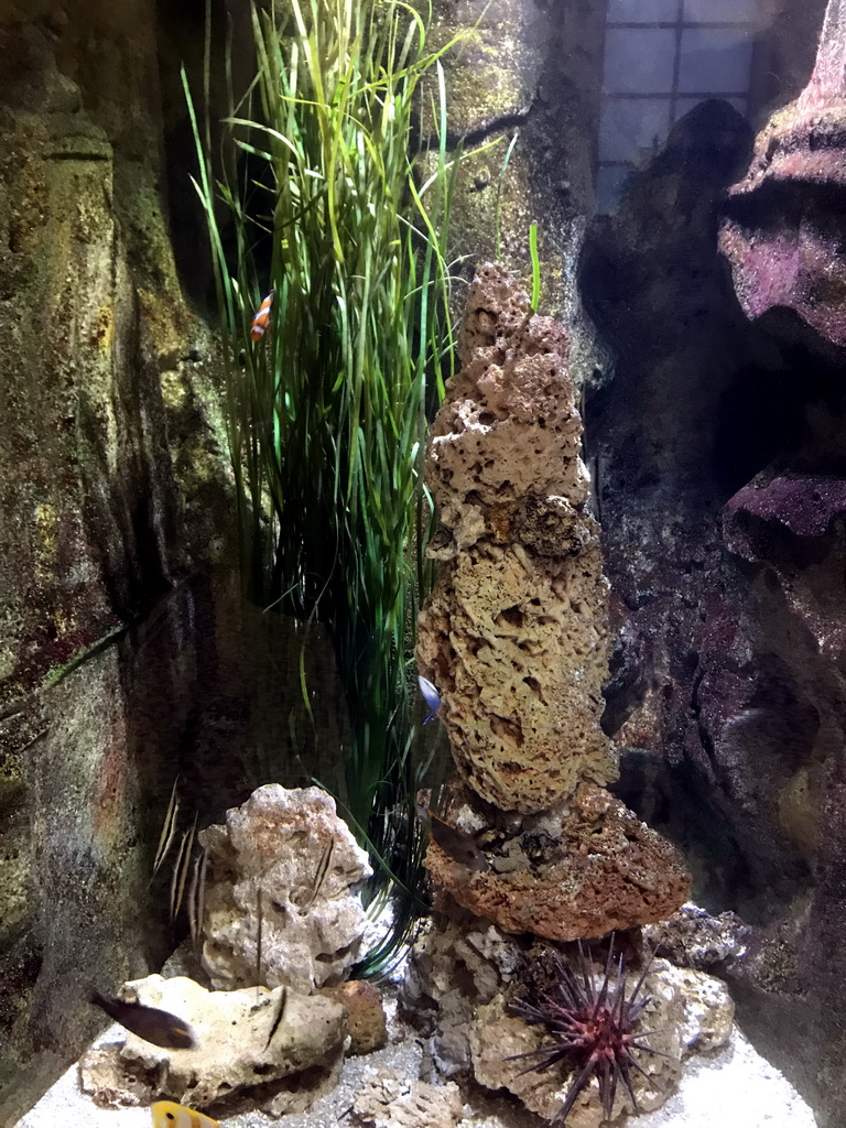 Fish and Sea Urchin at the Aquarium of the Antwerp Zoo