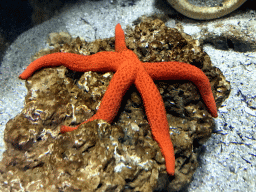 Mediterranean Red Sea Star at the Aquarium of the Antwerp Zoo