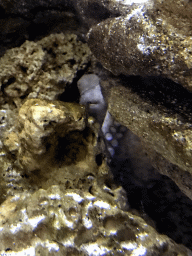 Common Octopus at the Aquarium of the Antwerp Zoo