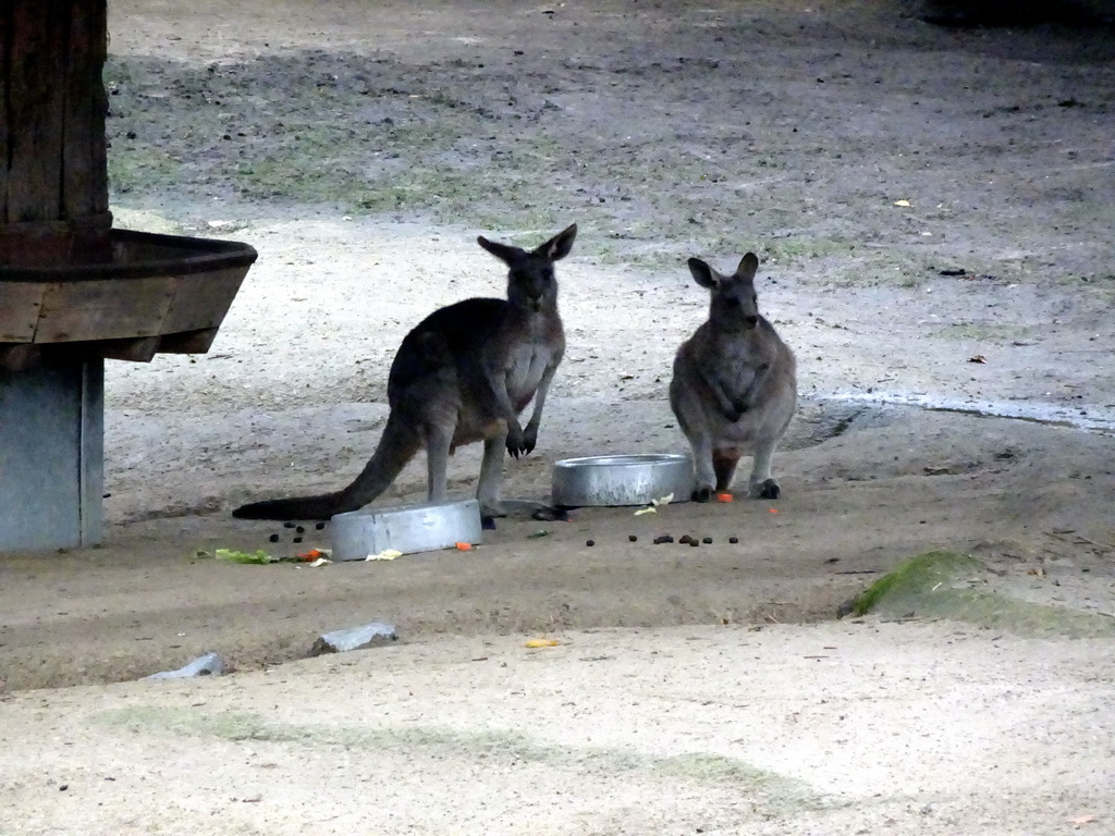 Eastern Grey Kangaroos at the Antwerp Zoo