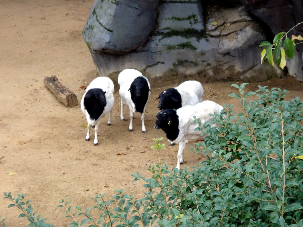 Somali Sheep at the Antwerp Zoo