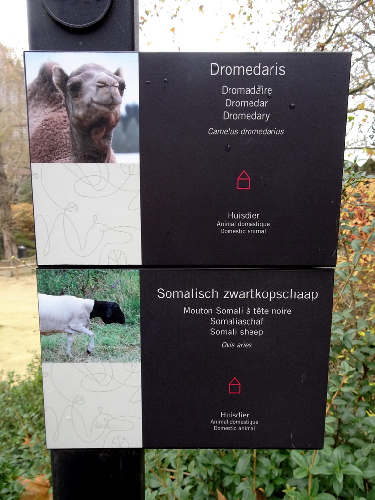 Explanation on the Dromedary and Somali Sheep at the Antwerp Zoo