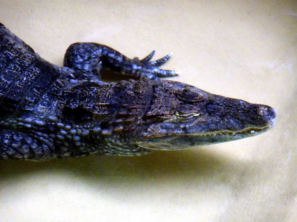 Spectacled Caiman at the Reptile House at the Antwerp Zoo