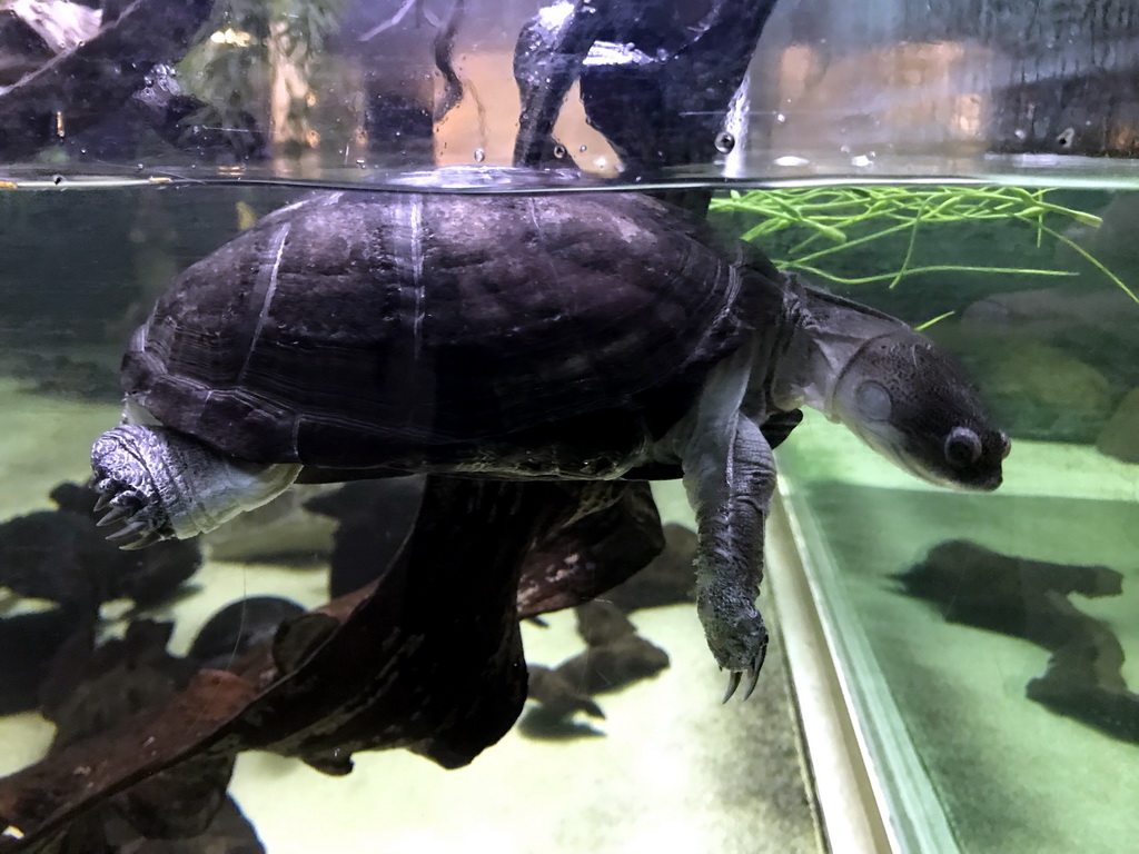 Turtle at the Reptile House at the Antwerp Zoo