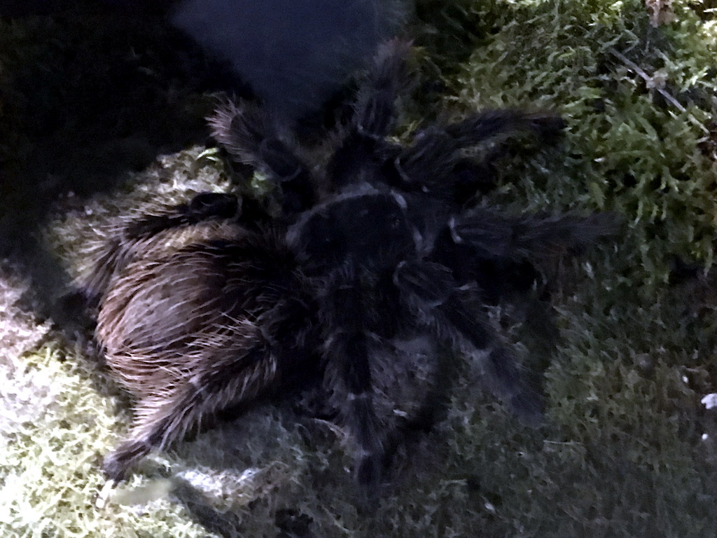 Tarantula at the Reptile House at the Antwerp Zoo