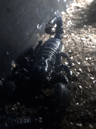 Emperor Scorpion at the Reptile House at the Antwerp Zoo
