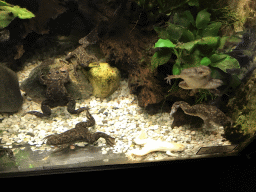 African Clawed Frogs at the Reptile House at the Antwerp Zoo