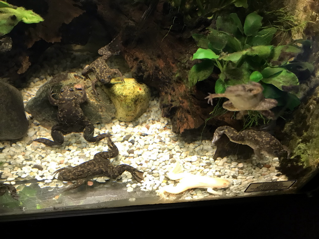 African Clawed Frogs at the Reptile House at the Antwerp Zoo