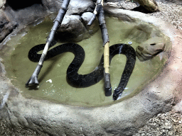 African Rock Python at the Reptile House at the Antwerp Zoo