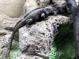 Rhinoceros Iguanas at the Reptile House at the Antwerp Zoo