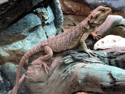 Bearded Dragon at the Reptile House at the Antwerp Zoo