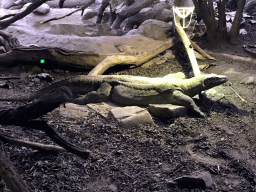 Komodo Dragon at the Reptile House at the Antwerp Zoo
