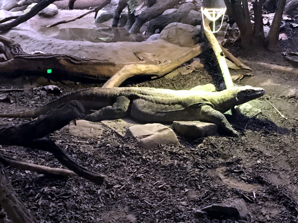 Komodo Dragon at the Reptile House at the Antwerp Zoo