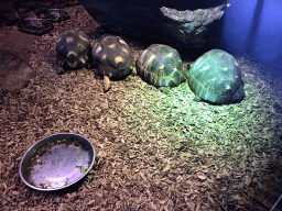 Radiated Tortoises at the Reptile House at the Antwerp Zoo