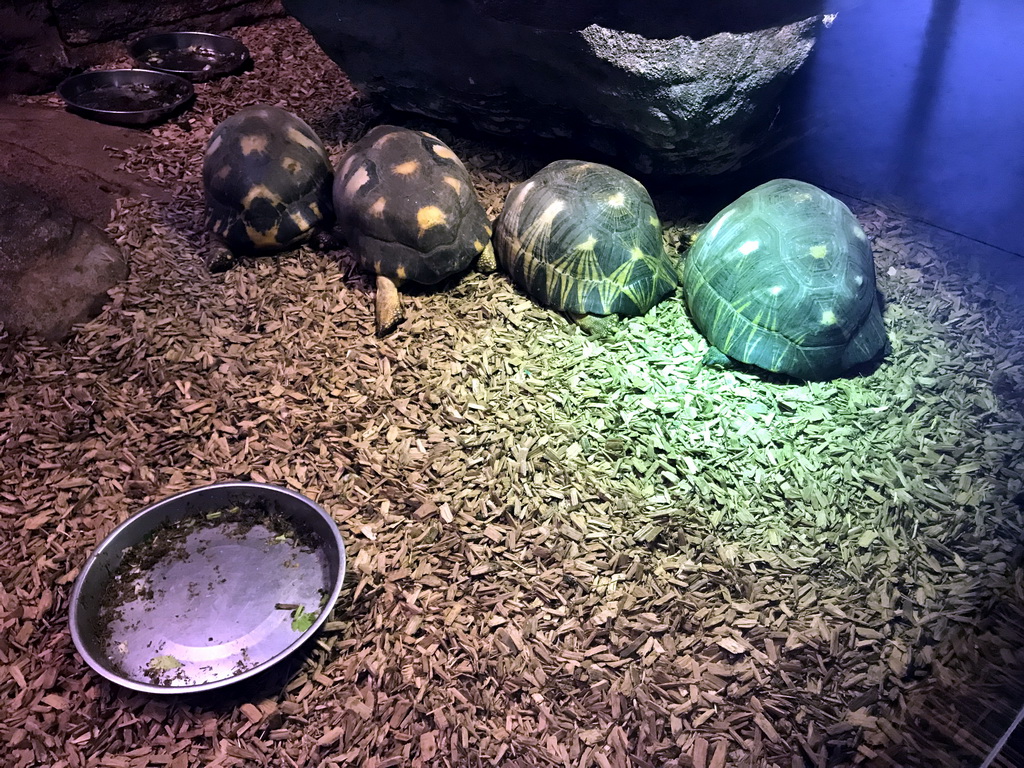 Radiated Tortoises at the Reptile House at the Antwerp Zoo