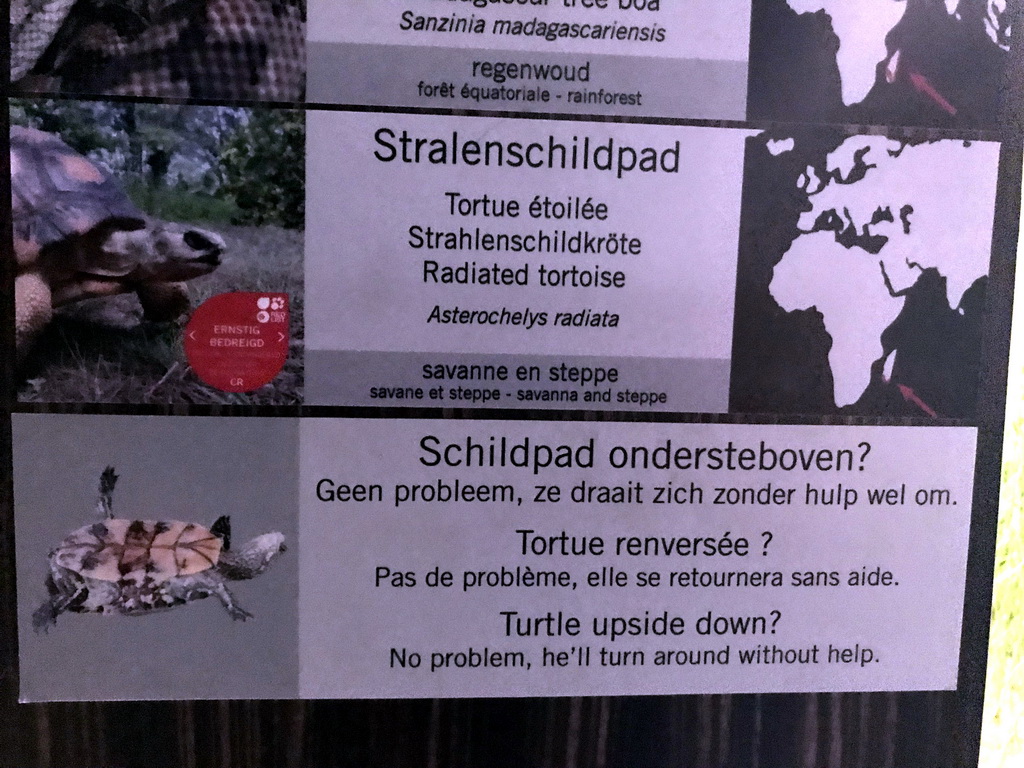 Explanation on the Radiated Tortoise at the Reptile House at the Antwerp Zoo