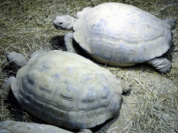 Tortoises at the Reptile House at the Antwerp Zoo