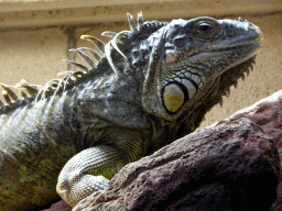 Iguana at the Reptile House at the Antwerp Zoo