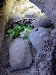 Tortoises at the Reptile House at the Antwerp Zoo