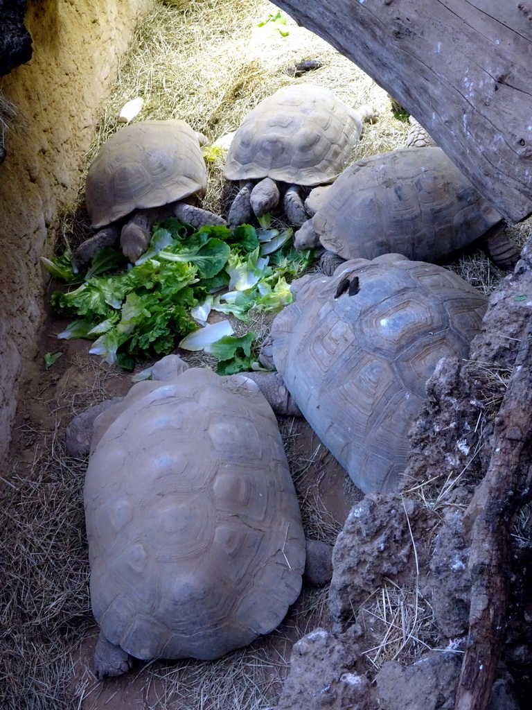 Tortoises at the Reptile House at the Antwerp Zoo