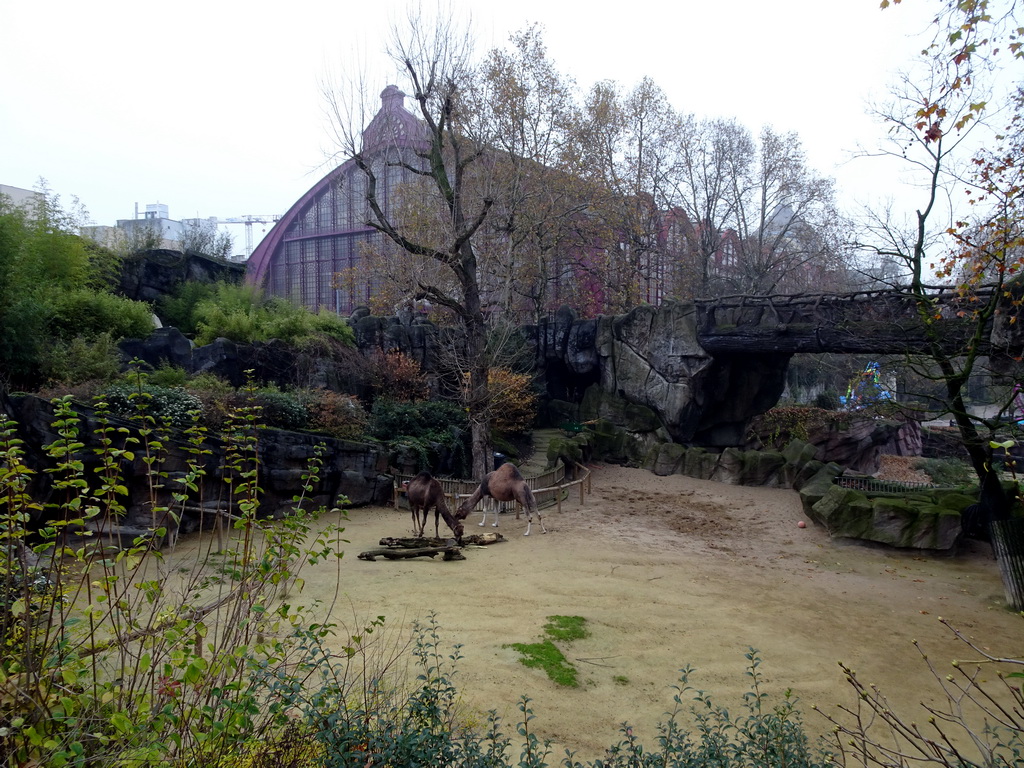 Dromedaries at the Antwerp Zoo, and the southeast side of the Antwerpen-Centraal railway station