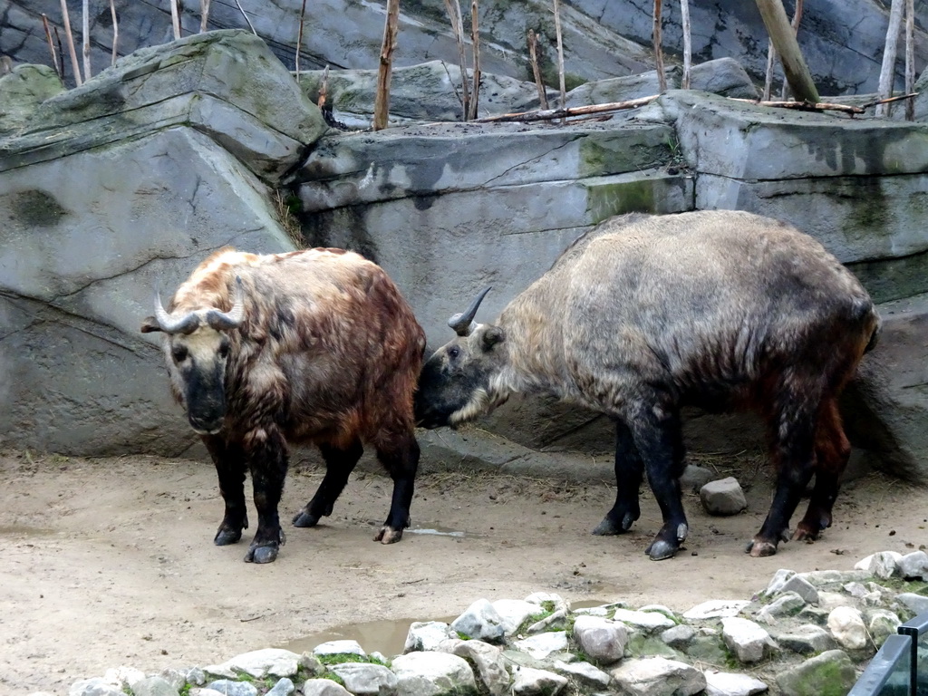 Takins at the Antwerp Zoo