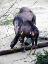 Dromedaries at the Antwerp Zoo, viewed from the bridge over the Lion enclosure