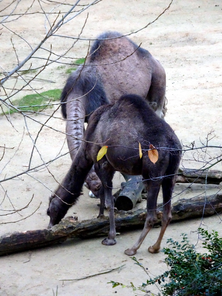 Dromedaries at the Antwerp Zoo, viewed from the bridge over the Lion enclosure