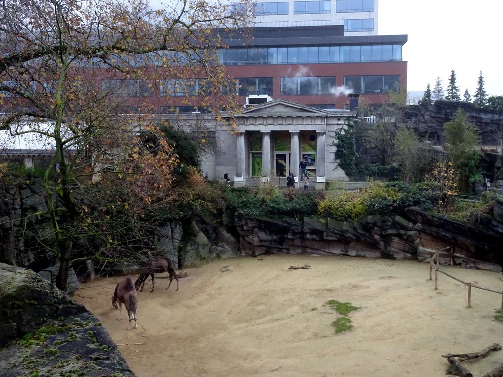 Dromedaries and the front of the Reptile House at the Antwerp Zoo, viewed from the bridge over the Lion enclosure