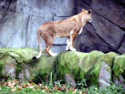 Lion at the Antwerp Zoo