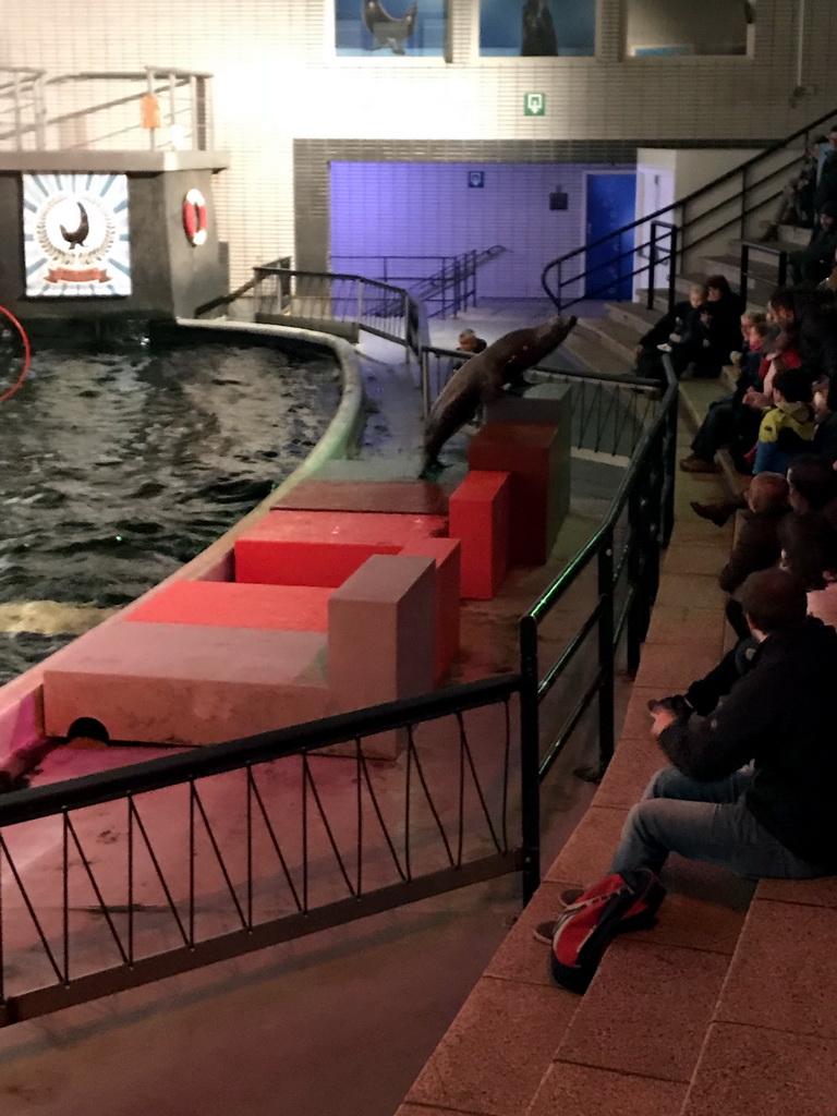 Sea Lion at the Aquaforum building at the Antwerp Zoo, during the Sea Lion Show