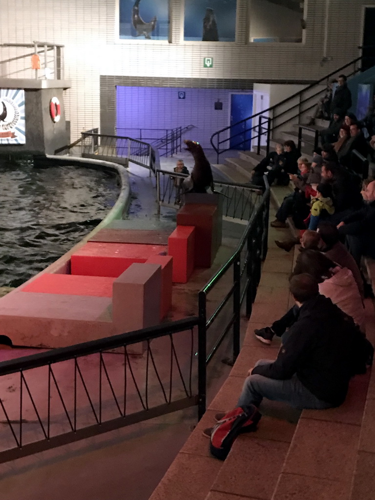 Sea Lion at the Aquaforum building at the Antwerp Zoo, during the Sea Lion Show