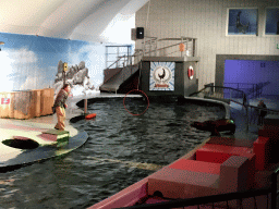 Sea Lion and zookeeper at the Aquaforum building at the Antwerp Zoo, during the Sea Lion Show