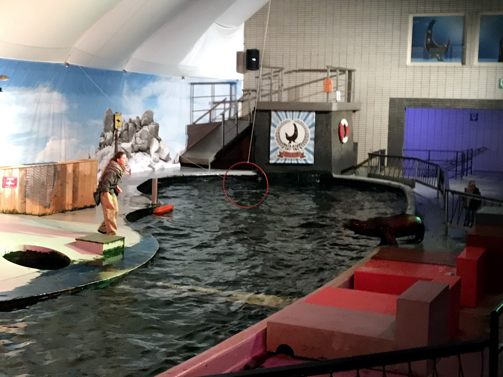 Sea Lion and zookeeper at the Aquaforum building at the Antwerp Zoo, during the Sea Lion Show