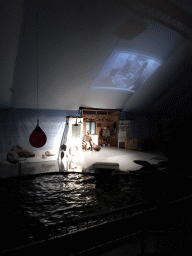 Sea Lion and zookeeper at the Aquaforum building at the Antwerp Zoo, during the Sea Lion Show