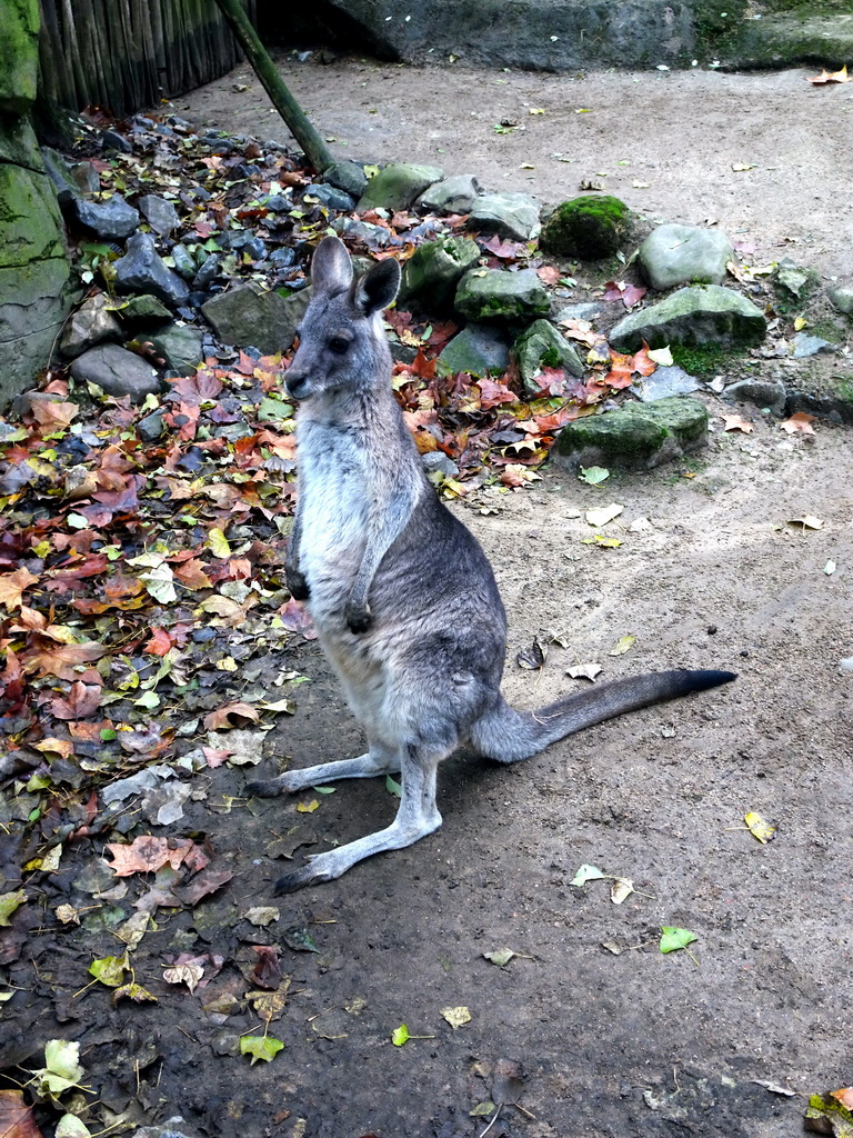 Eastern Grey Kangaroo at the Antwerp Zoo
