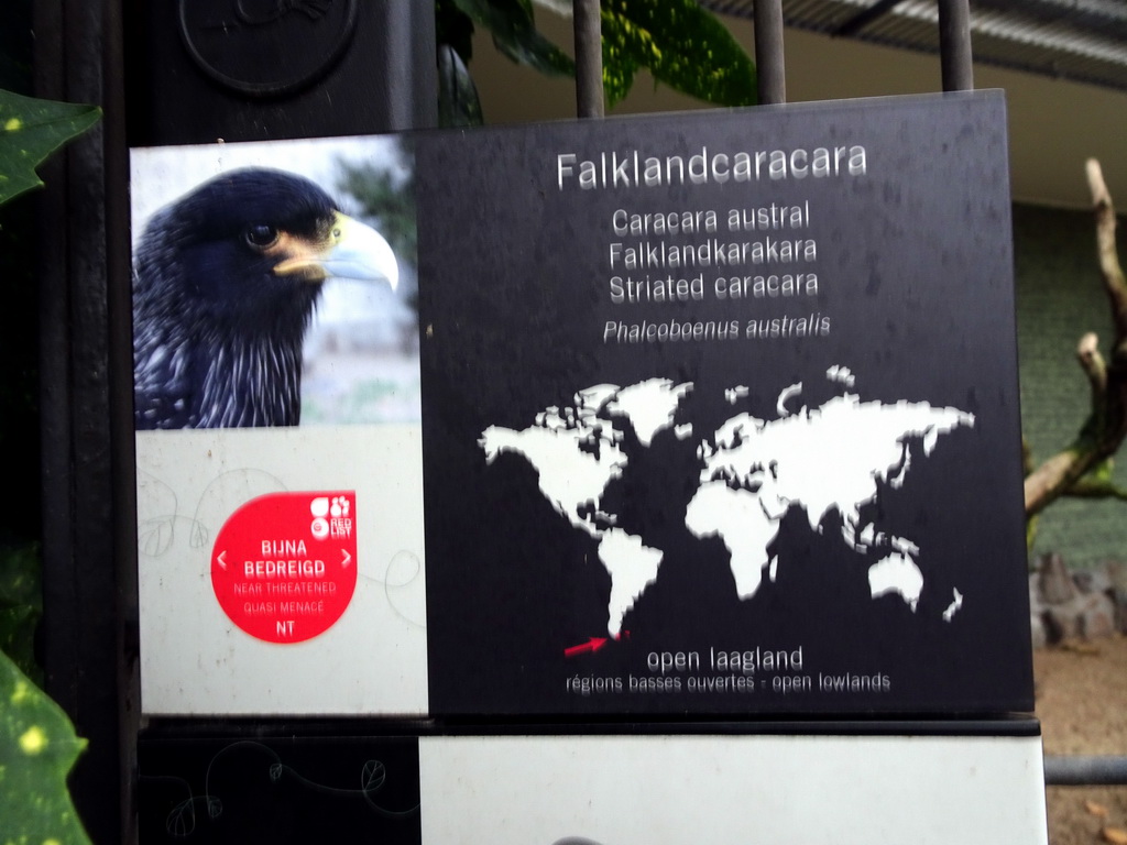 Explanation on the Striated Caracara at the Antwerp Zoo