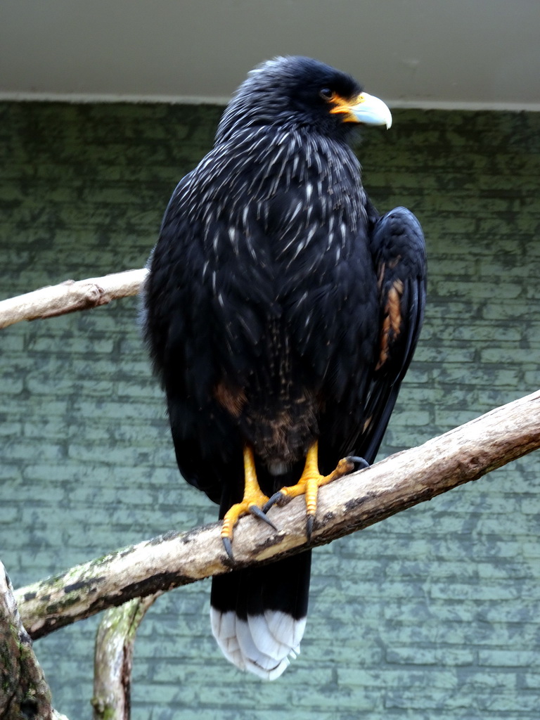 Striated Caracara at the Antwerp Zoo