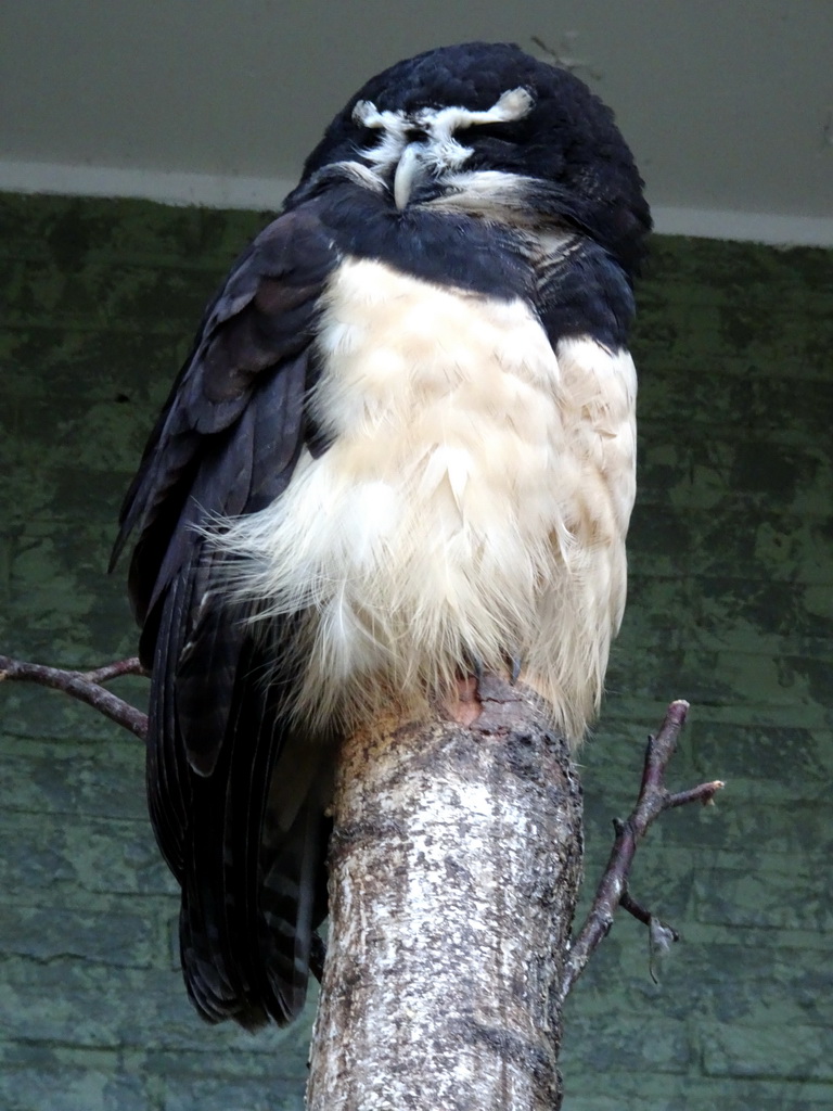 Spectacled Owl at the Antwerp Zoo