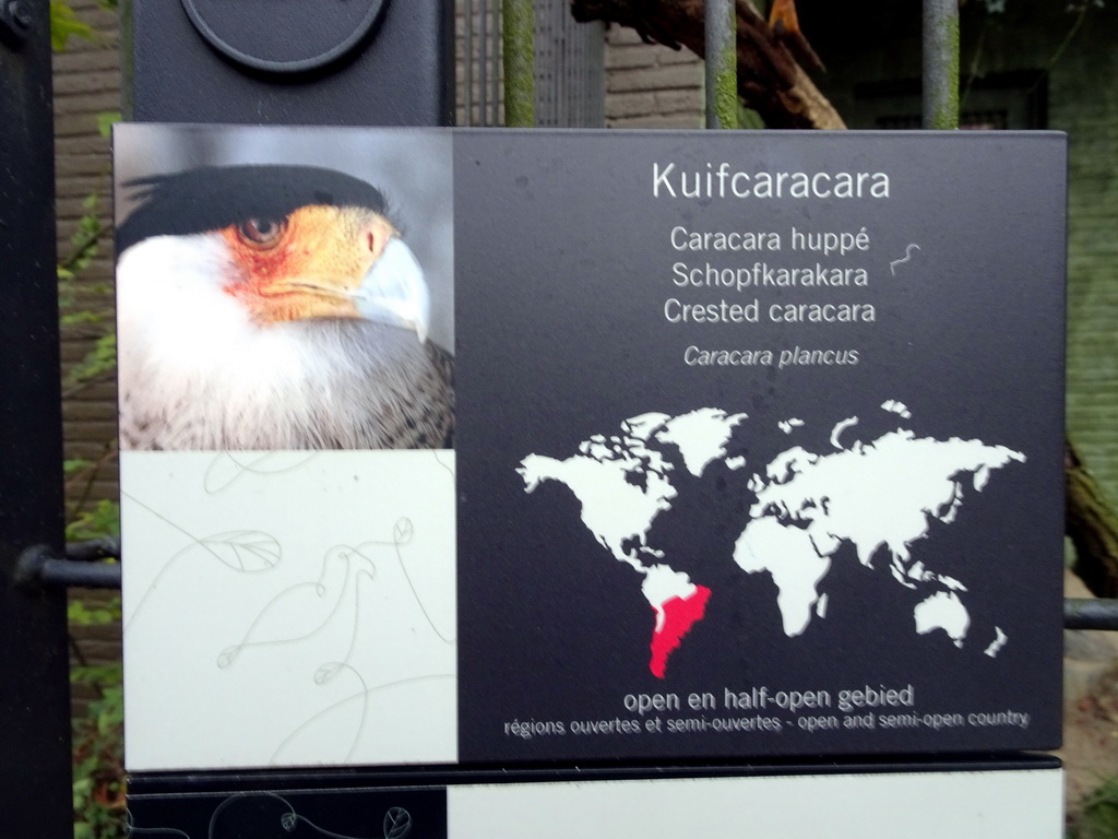 Explanation on the Crested Caracara at the Antwerp Zoo