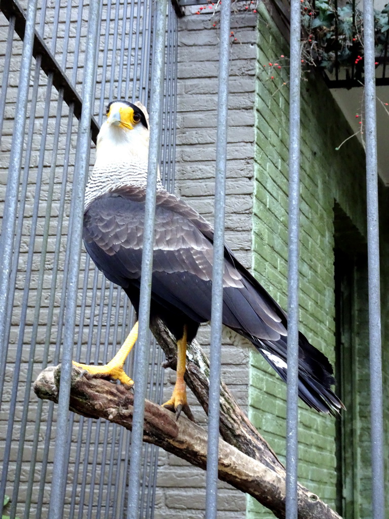 Crested Caracara at the Antwerp Zoo