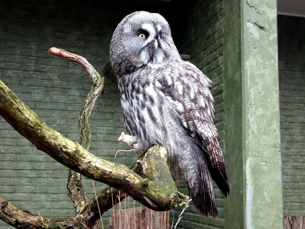 Great Grey Owl at the Antwerp Zoo