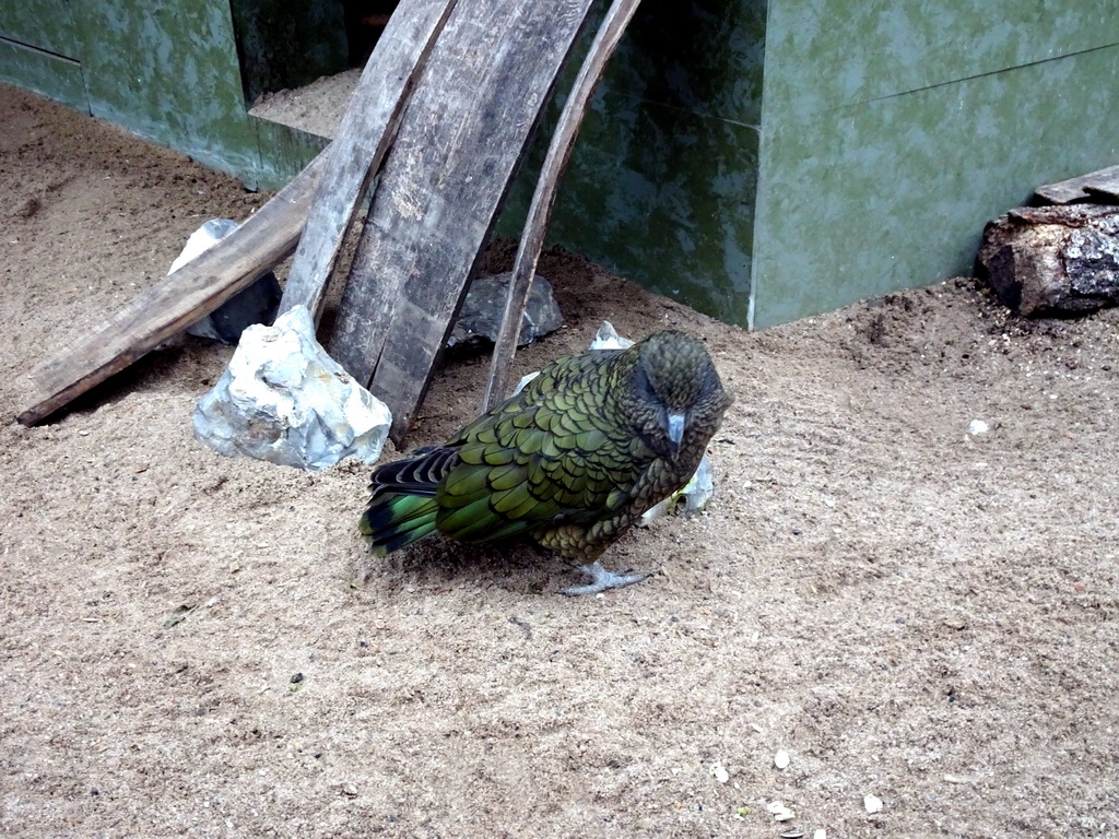 Kea at the Antwerp Zoo