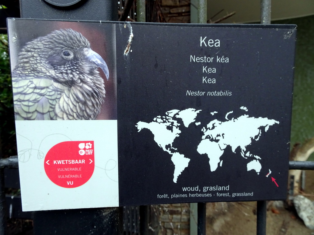 Explanation on the Kea at the Antwerp Zoo