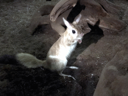 Springhare at the Nocturama building at the Antwerp Zoo