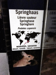 Explanation on the Springhare at the Nocturama building at the Antwerp Zoo