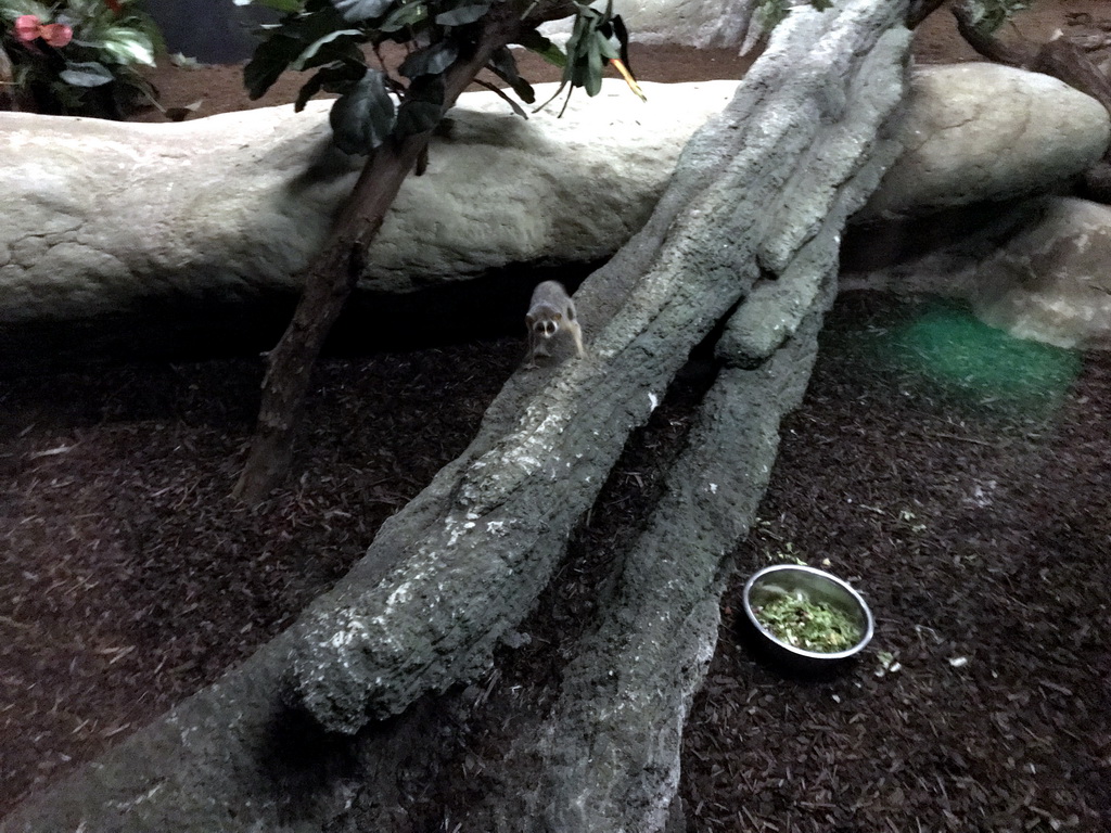 Red Slender Loris at the Nocturama building at the Antwerp Zoo