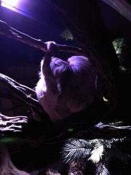 Linnaeus`s Two-toed Sloth at the Nocturama building at the Antwerp Zoo