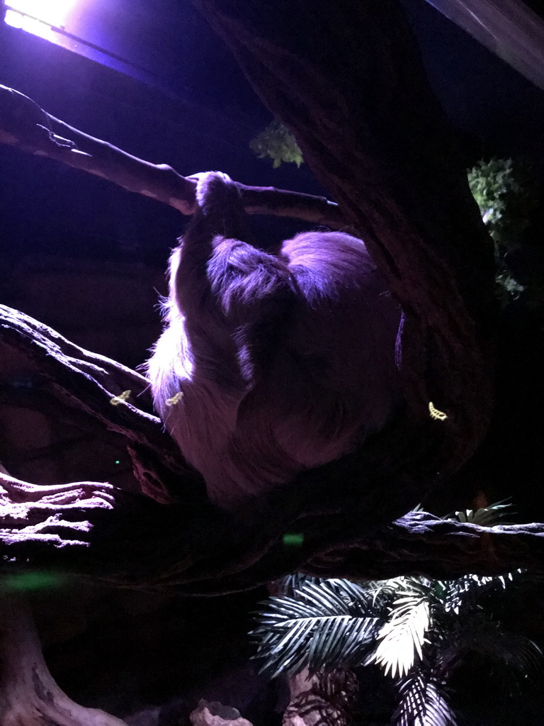 Linnaeus`s Two-toed Sloth at the Nocturama building at the Antwerp Zoo