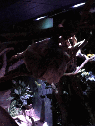 Linnaeus`s Two-toed Sloth at the Nocturama building at the Antwerp Zoo